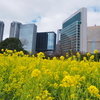 浜離宮　菜の花