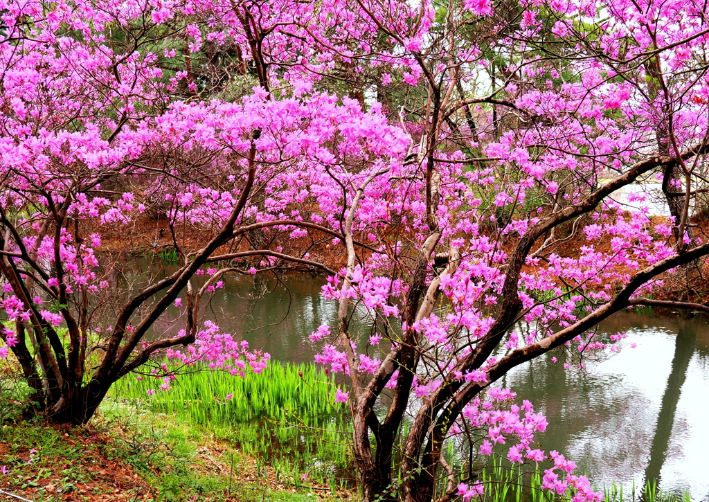 ミツバツツジ咲く馬見塚公園②