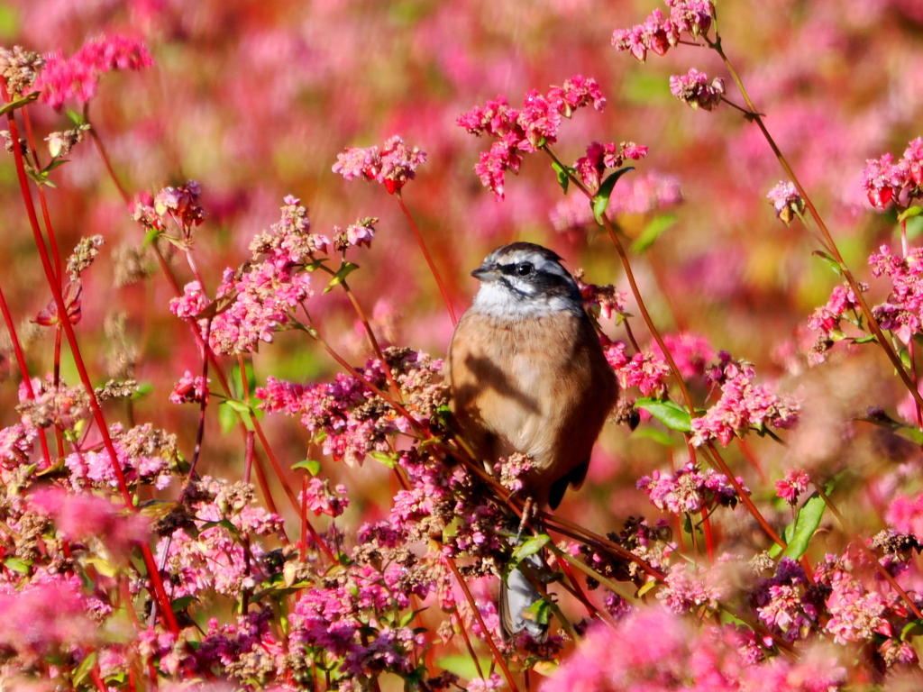 赤そばとホウジロ