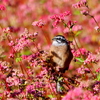 赤そばとホウジロ