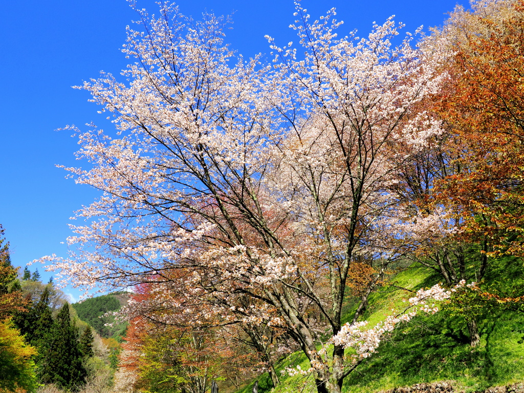 大山桜咲く