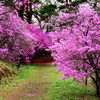 ミツバツツジ咲く馬見塚公園①
