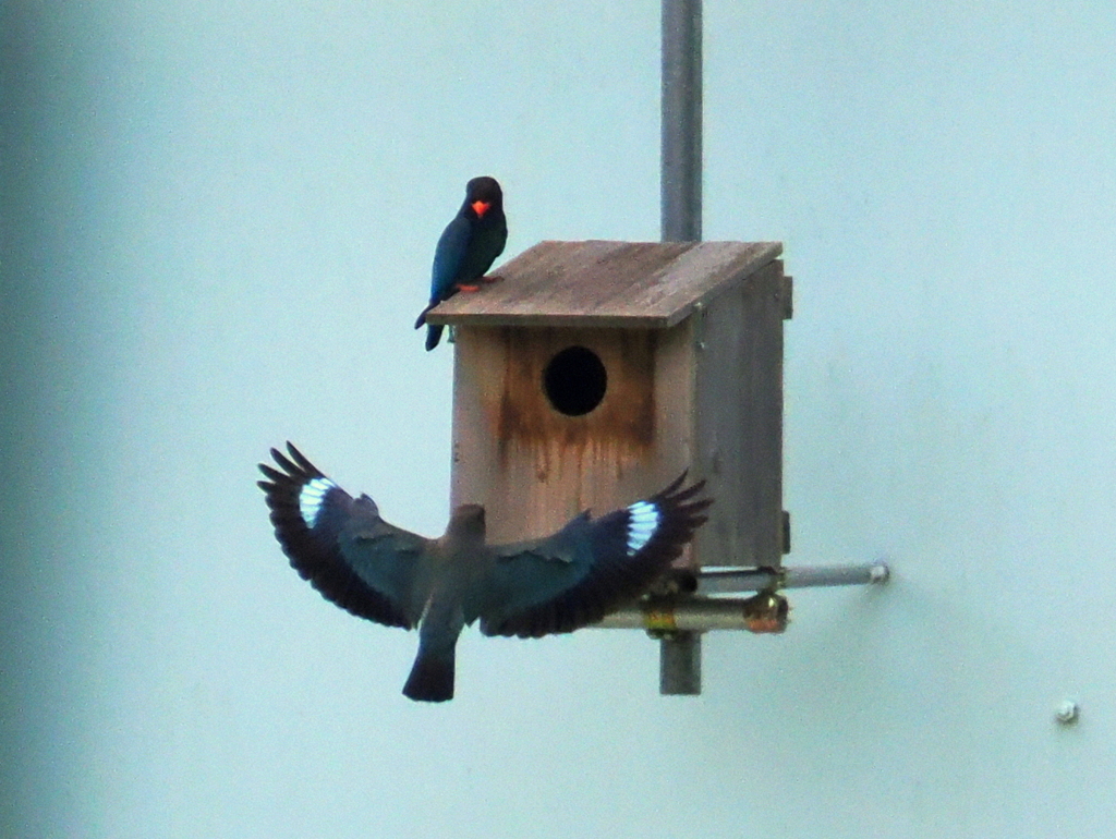 ブッポウソウさん子育て中