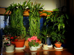 玄関ロビーはミニ植物園