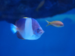 竹島水族館（ブラックピラミッドバタフライフィッシュ）