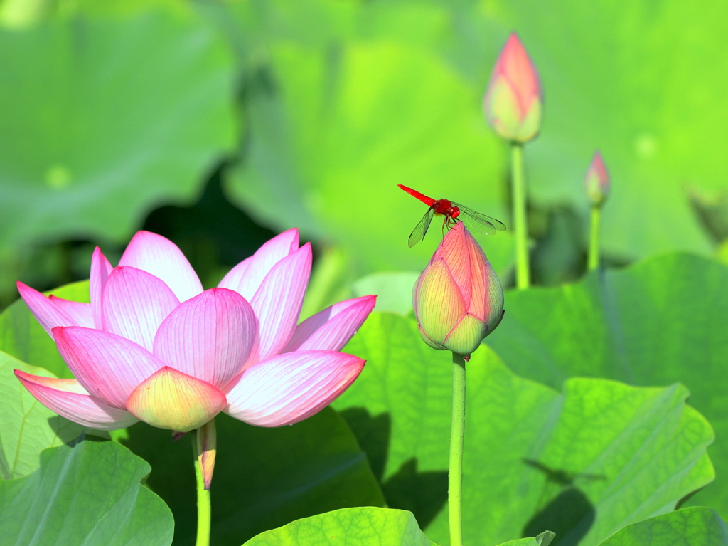 蓮のお花で一休み（赤トンボ）