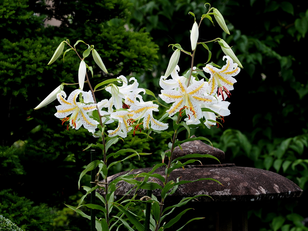山百合（自宅）