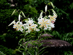 山百合（自宅）