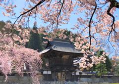 蔵沢寺のしだれ桜②