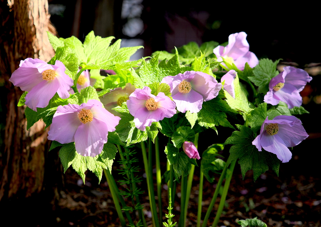 我が家の庭を彩る春の花３