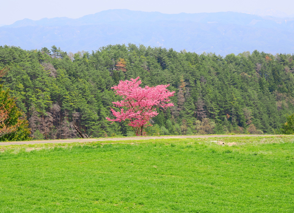 里山にひっそりと咲く