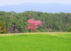 里山にひっそりと咲く