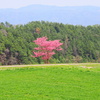 里山にひっそりと咲く