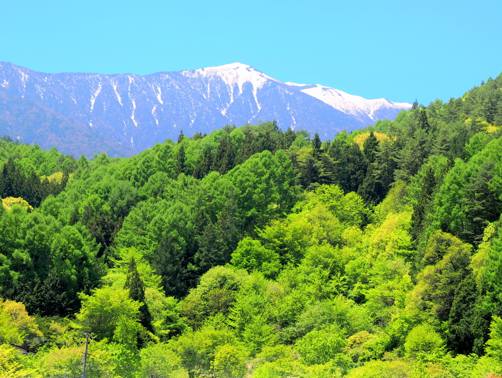 新緑と将棊頭山