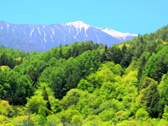新緑と将棊頭山