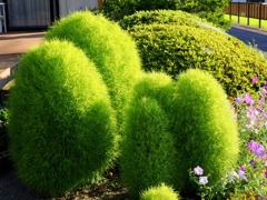 我が家の庭のトトロの森