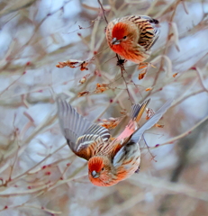 僕ちょっと散歩してくるよ。