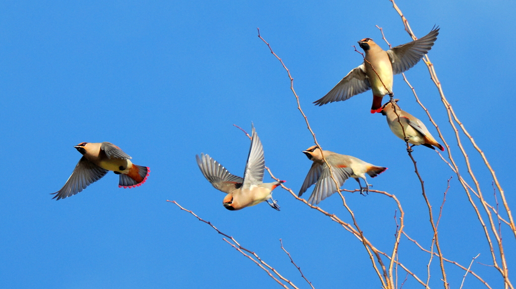 ヒレンジャク（飛び出し）