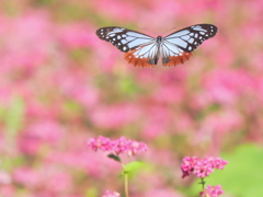 今度はどの花にしようかなー