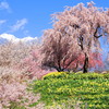 桜と水仙とアルプスの共演