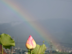 雨上がりのご褒美２