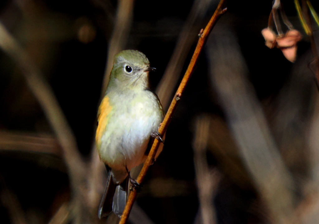 今シーズン初めてのご対面