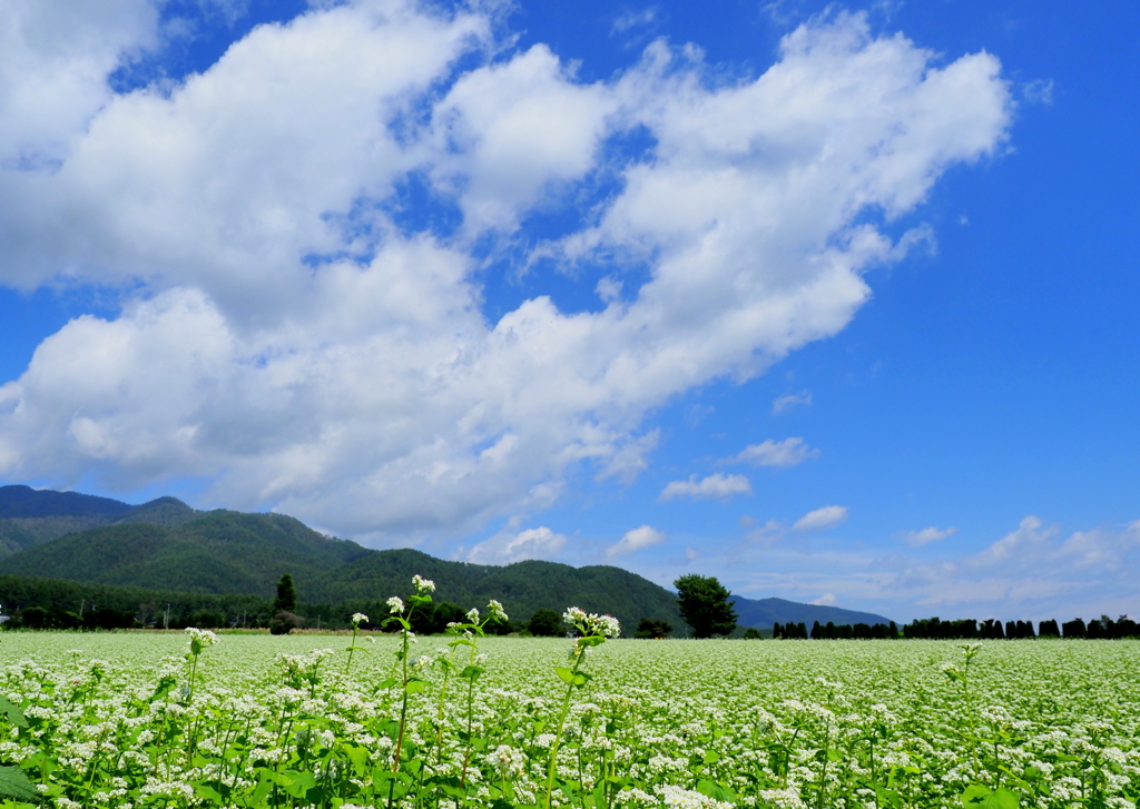 夏そば咲く　２