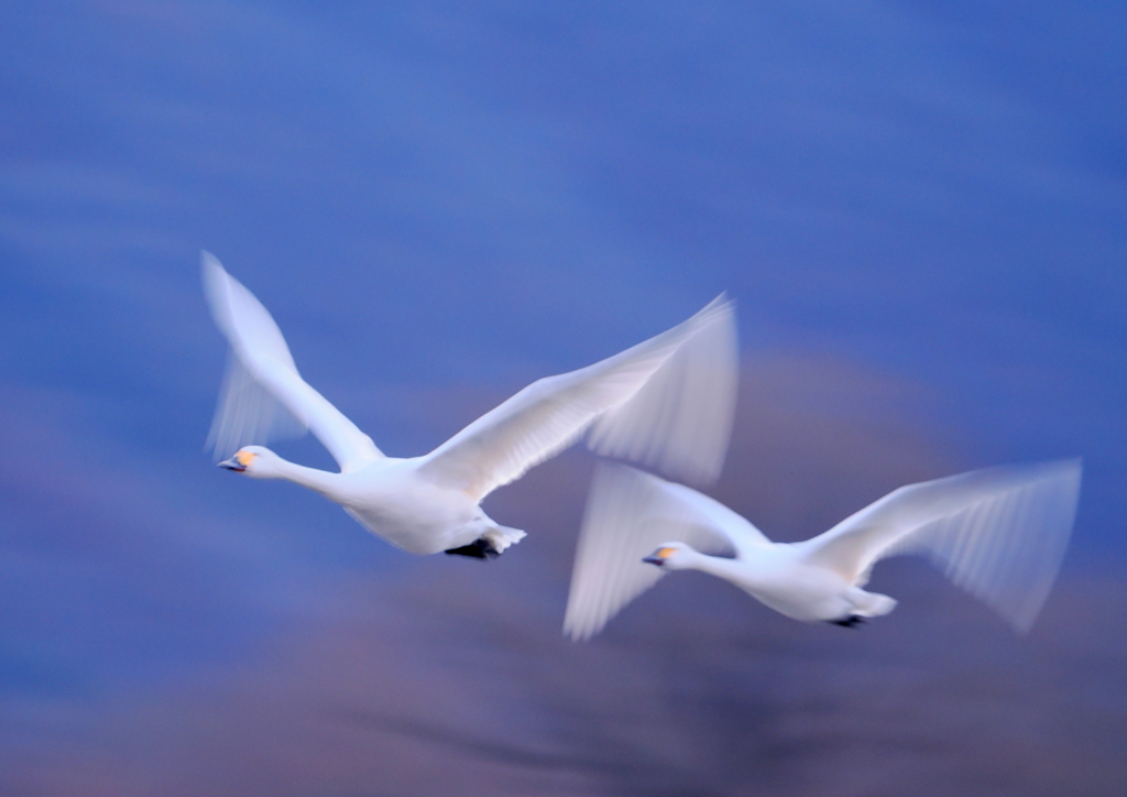 白鳥の飛翔②