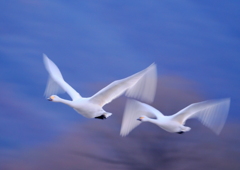 白鳥の飛翔②