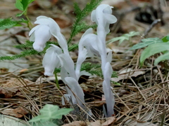 森にひっそりと咲く②