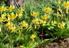 我が家の庭を彩る春の花２