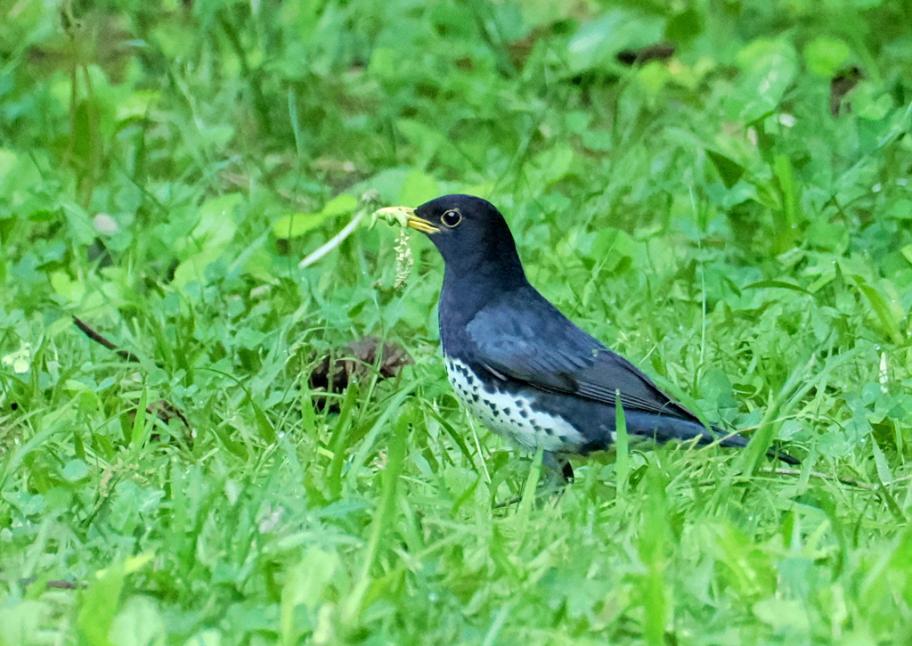 初見初撮り（クロツグミ）