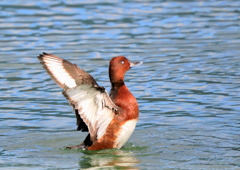 メジロガモ（迷鳥）③