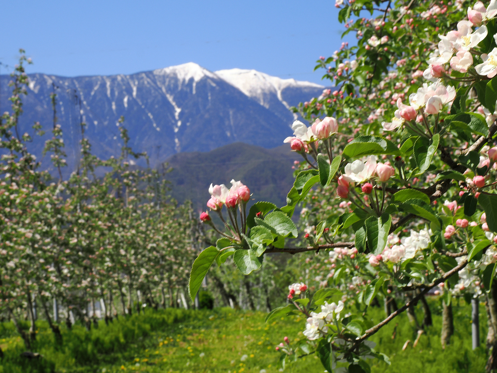 リンゴの花咲く頃