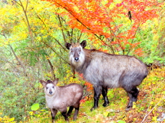 親子で仲良く紅葉狩り