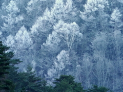 霧氷