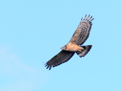 白樺峠のタカの渡り④