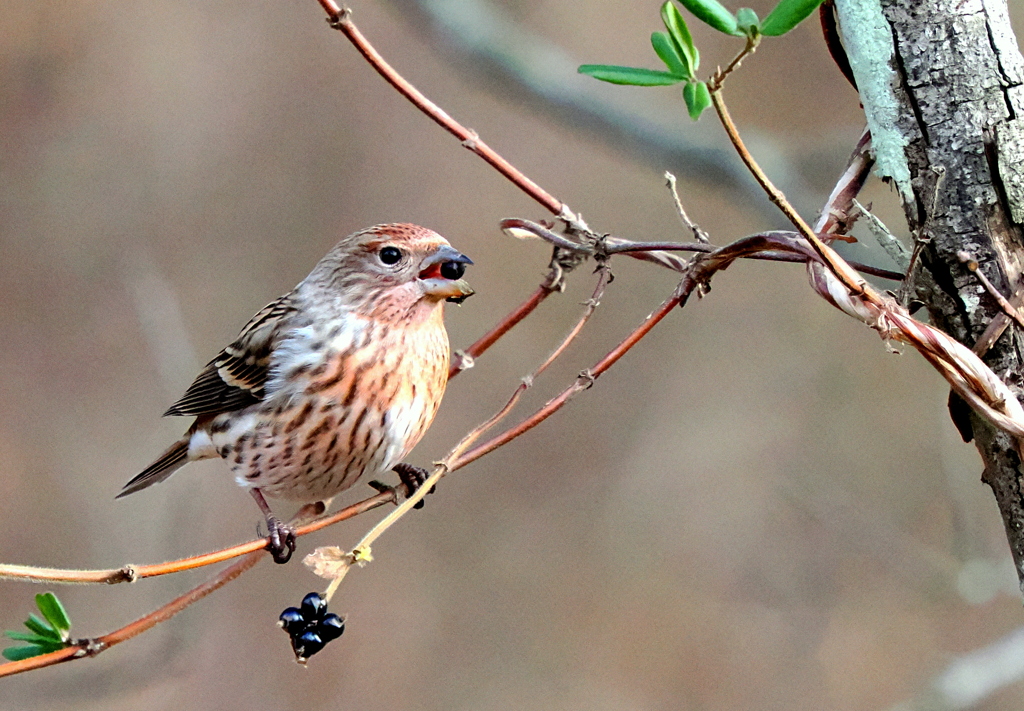 ご馳走見つけたよ！