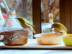 メジロさんの楽園②