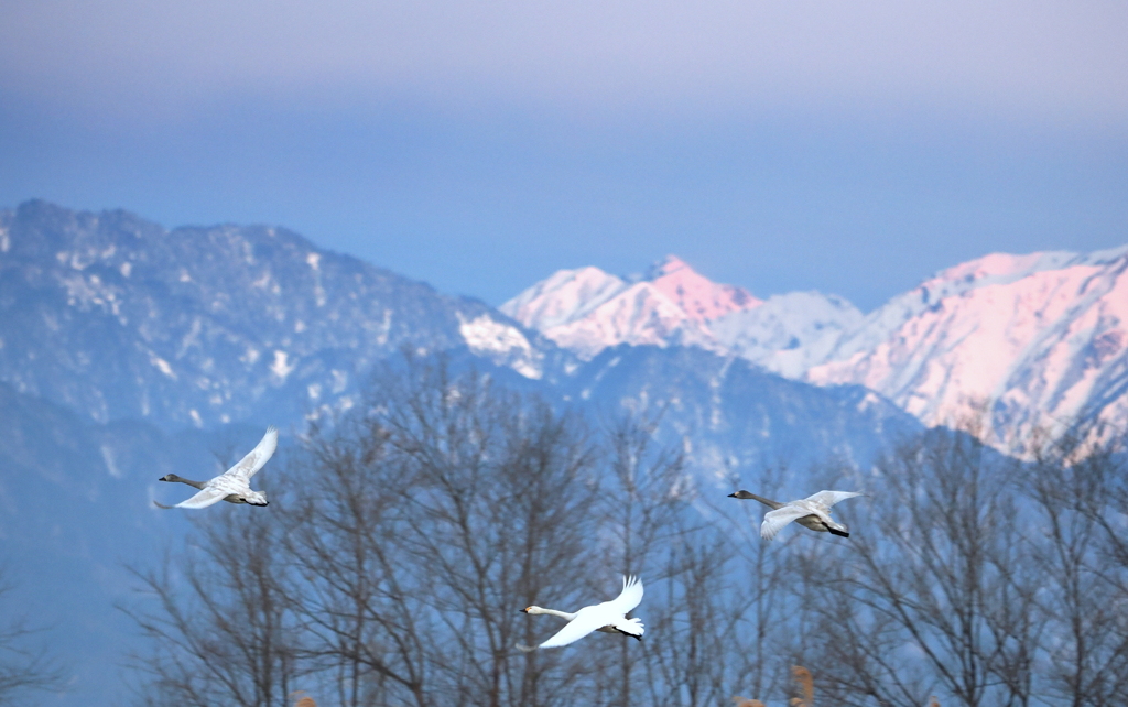 白鳥舞う安曇野①