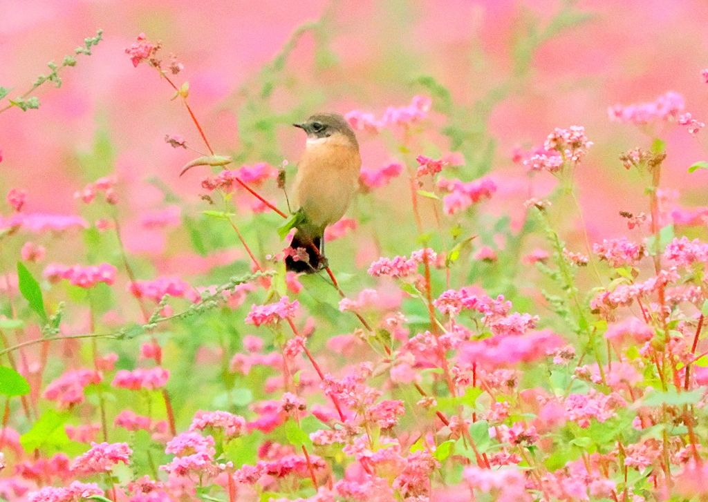 赤そばとノビタキ