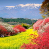これが信州の春です。