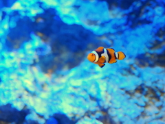 竹島水族館（カクレクマノミ）