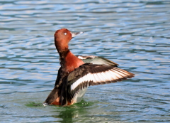 メジロガモ（迷鳥）②