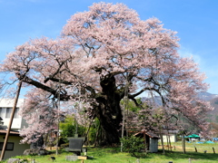 権現桜咲く