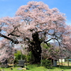 権現桜咲く