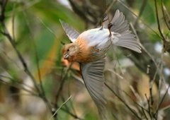 2年ぶりのオオマシコさん③