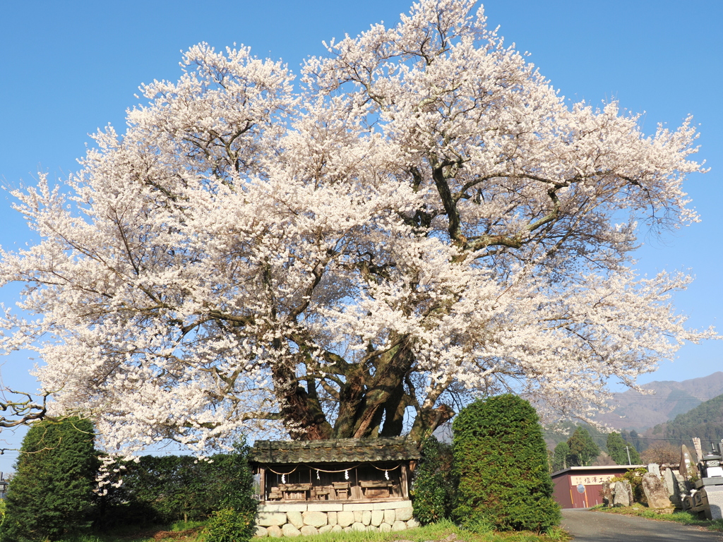 神宿るエドヒガン