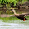 羽ばたく鴨さん