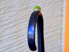 にらめっこしましょ